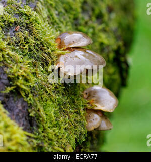Büschel von nassen grauen Austernpilze wachsen auf Baumstamm mit Flechten, Ansicht von rechts. Stockfoto