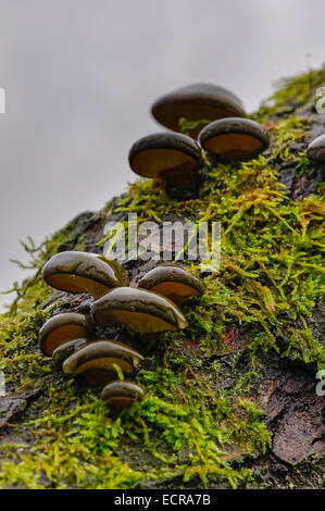 Büschel von nassen grauen Austernpilze wachsen auf Baumstamm mit Flechten, Blick von unten. Stockfoto