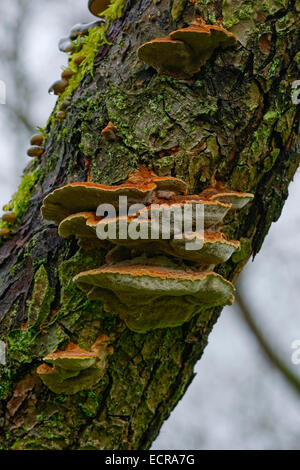 Halterung Pilze wachsen auf grobe bellte Baumstamm. Stockfoto