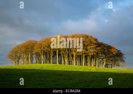 Beech Trees at Higher Cookworthy Devon Stockfoto
