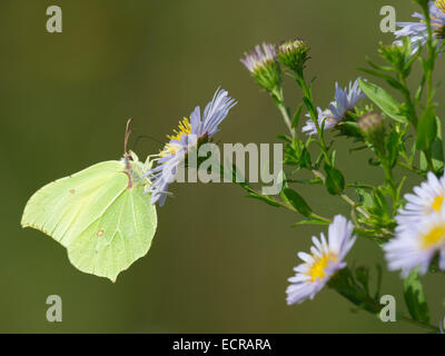 Der Schmetterling Zitronenfalter (Gonepteryx Rhamni) Stockfoto