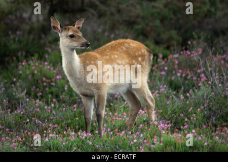 Sika-Kalb in Heide. Dorset, UK Stockfoto