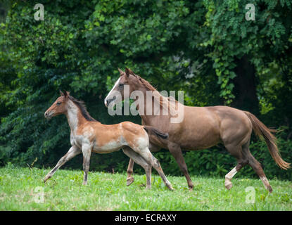 Quarter Horse Stute und Fohlen Stockfoto