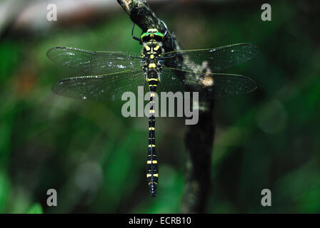 Männlichen Golden beringt Libelle in Ruhe. New Forest, Hampshire, UK. Juli 2008 Stockfoto