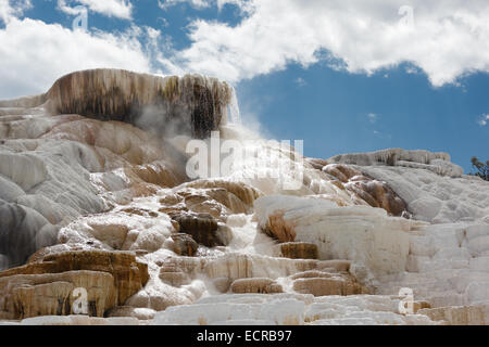 Minerva Terrasse bei Mammoth Hot Springs Yellowstone Nationalpark USA Wyoming Stockfoto