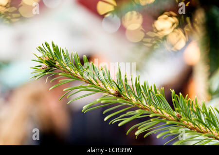 Bild eines Zweiges von einem Nadelbaum auf einem Weihnachtsmarkt Stockfoto