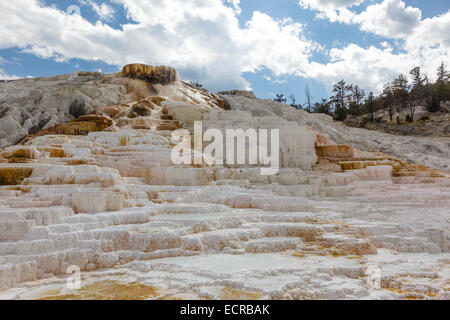 Minerva Terrasse bei Mammoth Hot Springs Yellowstone Nationalpark USA Wyoming Stockfoto