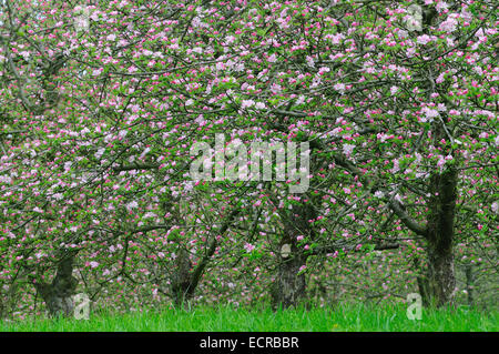 Apfelwein Apfelplantage in Blüte, in der Nähe von East Lambrook, Somerset, Großbritannien Stockfoto