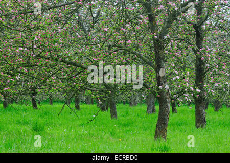 Apfelwein Apfelplantage in Blüte, in der Nähe von East Lambrook, Somerset, Großbritannien Stockfoto