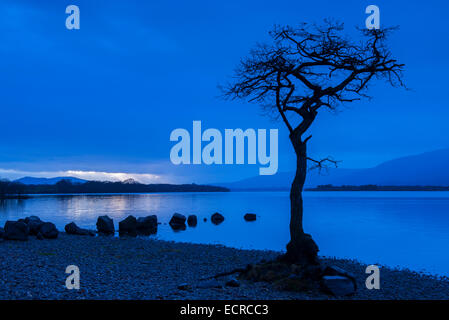 Abenddämmerung am Milarrochy, Loch Lomond Schottland, Vereinigtes Königreich Stockfoto