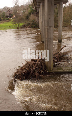 Hay-on-Wye, ausgestellt Powys, UK 18. Dezember 2014 - The Environment Agency eine Flut Alert für diesen Abschnitt des Flusses Wye entlang der Grenze zwischen Wales und England nach starken Regenfällen in den letzten Tagen. Baum Schutt erscheint hier unter der Straßenbrücke B4351 gefangen. Stockfoto