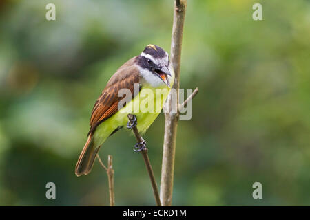 große Kiskadee [Pitangus Sulphuratus] einzelne Erwachsene schlucken Obst, thront auf Ast Stockfoto