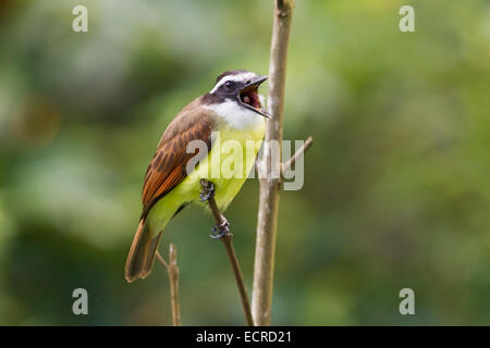 große Kiskadee [Pitangus Sulphuratus] einzelne Erwachsene schlucken Obst, thront auf Ast Stockfoto