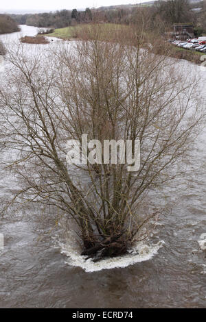 Hay-on-Wye, ausgestellt Powys, UK 18. Dezember 2014 - The Environment Agency eine Flut Alert für diesen Abschnitt des Flusses Wye entlang der Grenze zwischen Wales und England nach tagelangen starken Regenfällen des Flusses geschwollen sind. Stockfoto