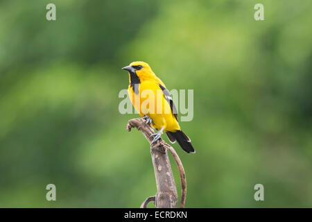 gelbes Pirol (Ikterus Nigrogularis) einzelne Männchen, thront auf Vegetation. Stockfoto