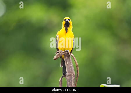 gelbes Pirol (Ikterus Nigrogularis) einzelne Männchen, thront auf Vegetation. Stockfoto