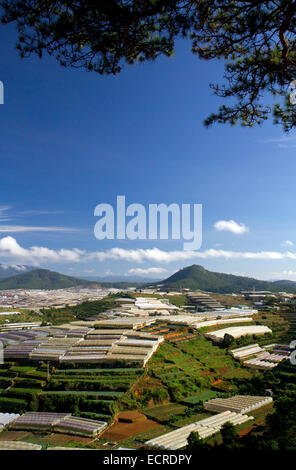 Ansicht von Gewächshäusern wachsen Pflanzen und Gemüse für den Hausgebrauch und Verbrauch im Becken Da Lat, Vietnam exportiert. Stockfoto