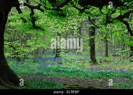Delcombe Wood in der Nähe von Milton Abbas, Dorset, Großbritannien im Frühjahr. Stockfoto