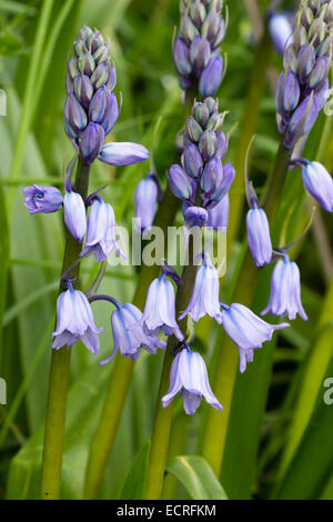 Gestreifte blaue Glocken der spanischen Bluebell, Hyacinthoides hispanica Stockfoto