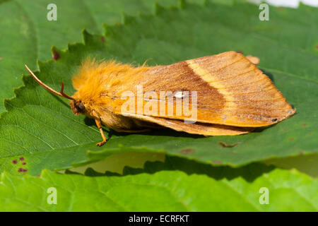 Erwachsenen Eiche Eggar Motte, Lasiocampa Quercus, auf Laub in einem Plymouth-Garten Stockfoto