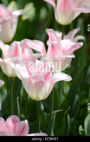 Blühende Lilie auf Blumenbeet Stockfoto