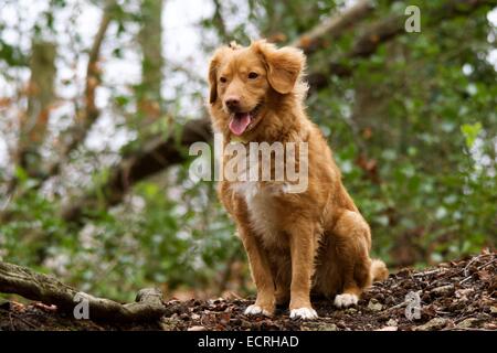 Nova Scotia Duck Tolling Retriever sitzend in einem Holz Stockfoto