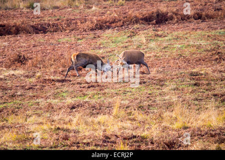 Rotwild Hirsche kämpfen in Bradgate Park, Leicestershire, UK. Stockfoto
