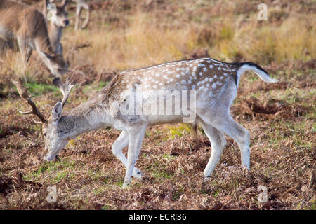 Damhirsche und Rotwild in Bradgate Park, Leicestershire, UK. Stockfoto