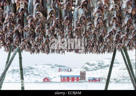 Stockfisch hängen vor einem Gebäude im winter Stockfoto