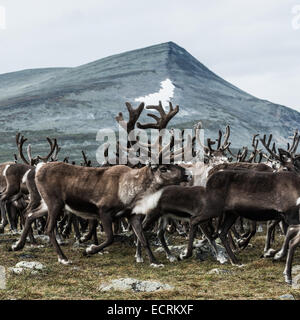 Herde Rentiere auf einem Berg Stockfoto
