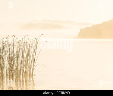 Hohe Gräser wachsen am Ufer eines Flusses an einem nebeligen Tag Stockfoto