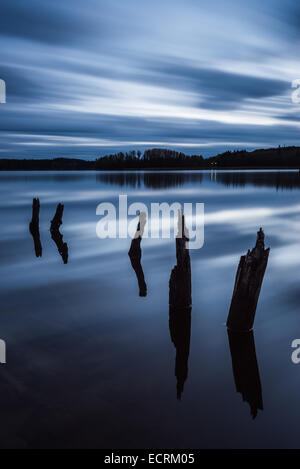 Gebrochene Baumstümpfe in einem See in der Dämmerung Stockfoto