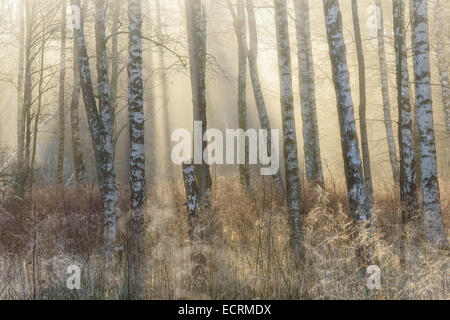 Birken und hohe Gräser in einem nebligen Wald Stockfoto