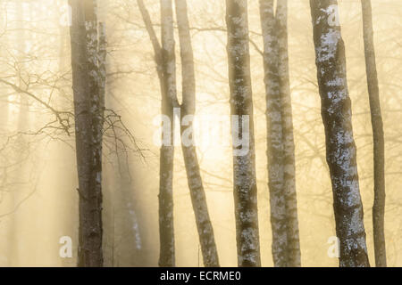 Baumstämme in Nebel und weiche Morgenlicht Stockfoto