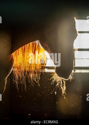 Paso Fino Pferd im offenen Stall Hintergrundbeleuchtung durch frühen Morgenlicht Stockfoto