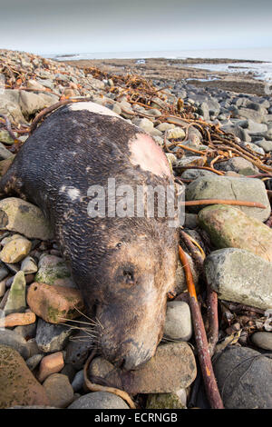 Eine graue Dichtung, Halichoerus Grypus tot an einem Strand in Northumberland, England gespült. Stockfoto