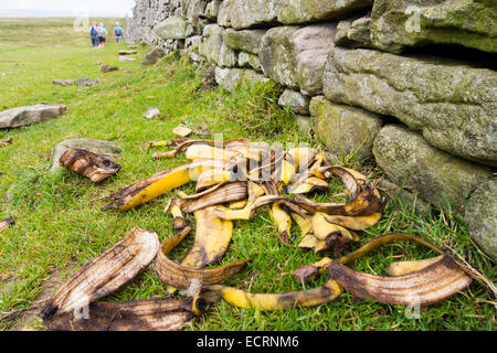 Bananenschalen links durch rücksichtslose Wanderer auf dem Gipfel des Penyghent in den Yorkshire Dales, UK. Stockfoto