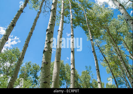 Espe Bäume in der Nähe von Pagosa Springs, Colorado Stockfoto