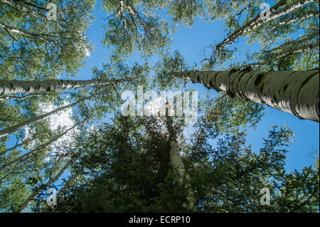 Espe Bäume in der Nähe von Pagosa Springs, Colorado Stockfoto