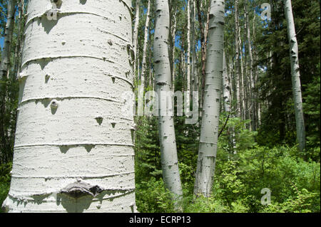 Espe Bäume in der Nähe von Pagosa Springs, Colorado Stockfoto