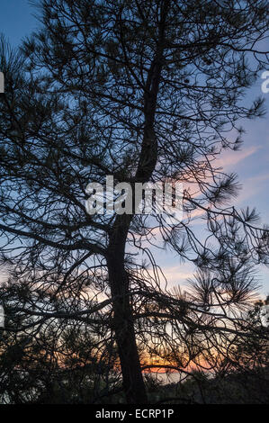 Silhouette von Torrey Pine Äste gegen Dämmerung Himmel Stockfoto