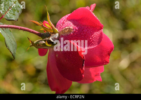 Wassertropfen auf Garten rose Stockfoto