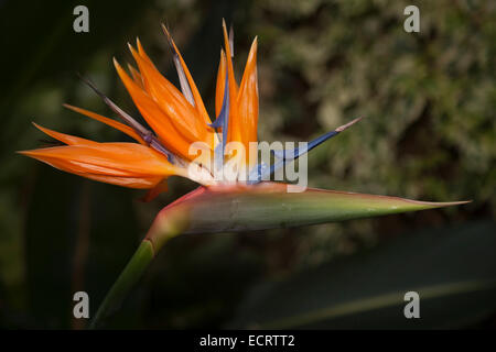 Einzelne schließen auf einen Paradiesvogel Blume Stockfoto