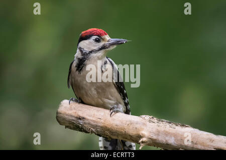 Juvenile Specht thront auf einem Ast auf einem einfachen natürlichen Hintergrund Stockfoto