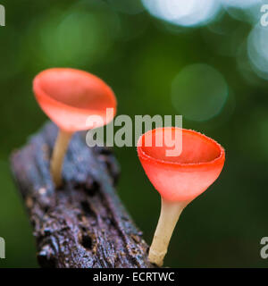 Schöne rote Pilz, Champagner Pilz, in der Regen Wald Natur Stockfoto