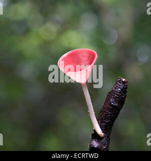 Schöne rote Pilz, Champagner Pilz, in der Regen Wald Natur Stockfoto