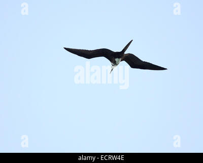 Christi Himmelfahrt Tölpels. Fregata Aquila in Cayo Guillermo Stockfoto