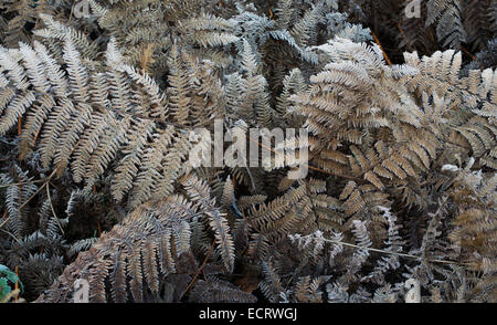 Tot frostigen Adlerfarn Farn Muster in einem englischen Waldgebiet Stockfoto