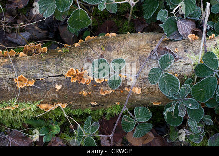 Toter Baum Zweig, Pilz und Brombeere Blätter auf einem Waldboden im Winter Frost Stockfoto