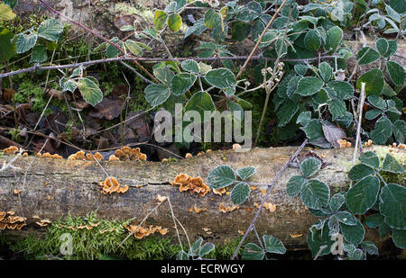 Toter Baum Zweig, Pilz und Brombeere Blätter auf einem Waldboden im Winter Frost Stockfoto